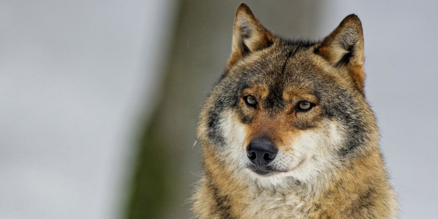 Pas de retour en arrière : l’UE doit maintenir une forte protection des loups !